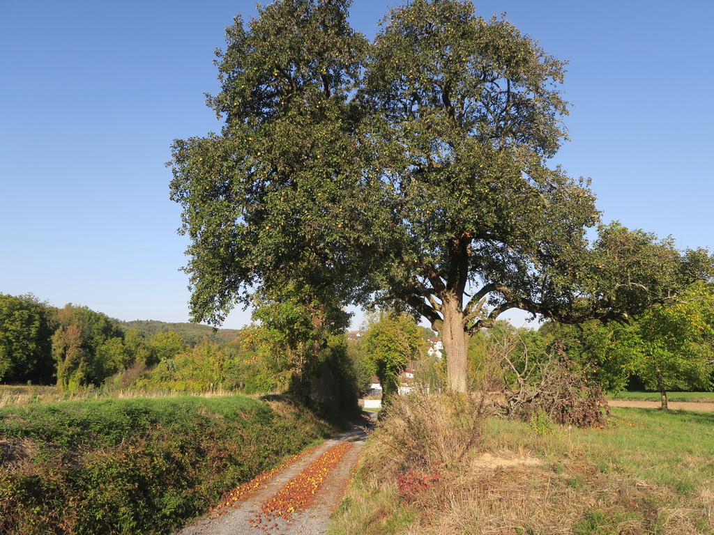 Champagner Bratbirne