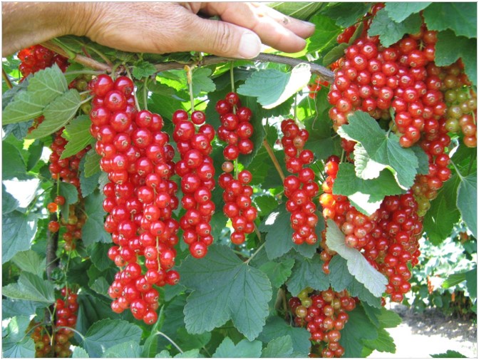 rote Johannisbeeren