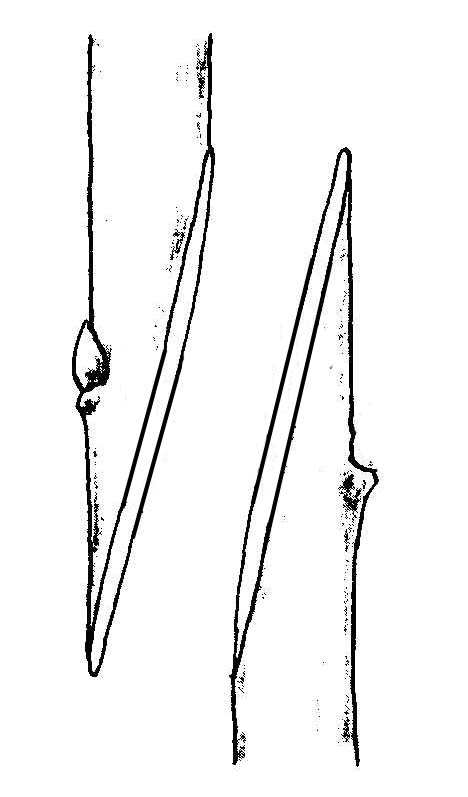 kopulation_1