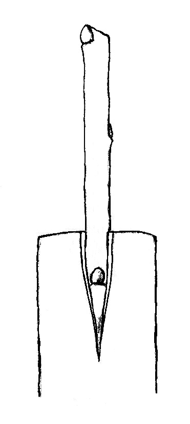 rindenpfropfen_1